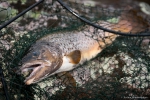Fin Ørret på 1,2kg tatt på Sletteidvatni